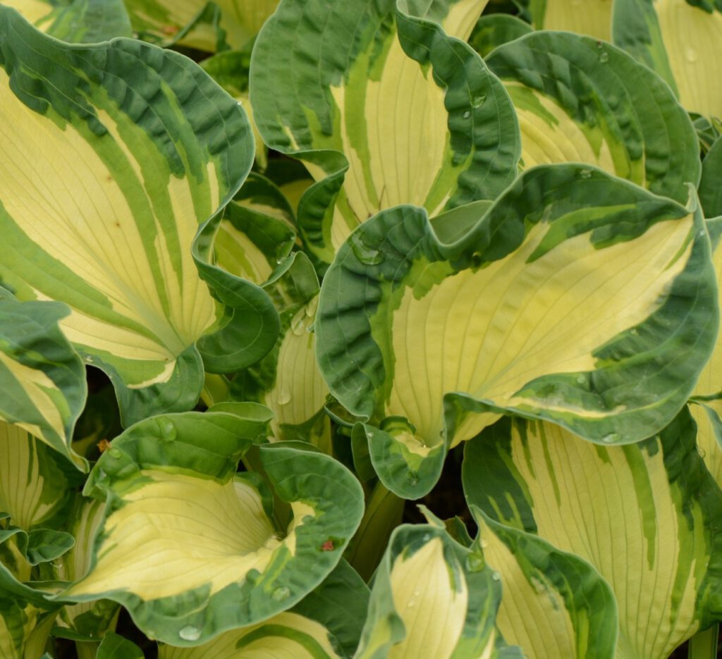 Hosta, sinihall `Golden Meadows` ( Hosta sieboldiana) · Naabriaed