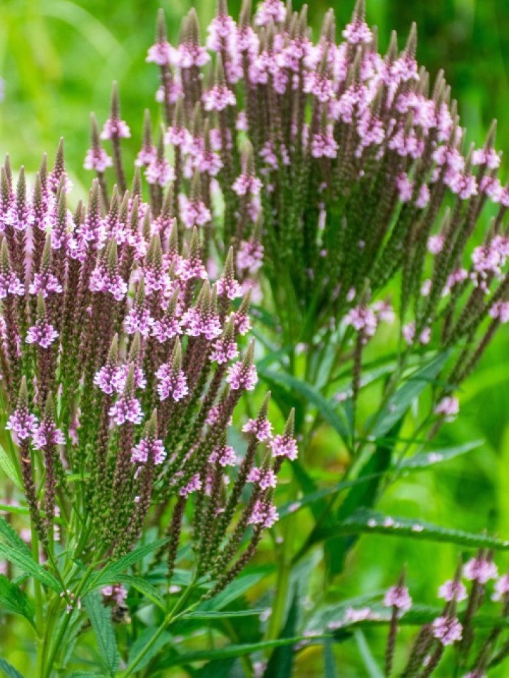 verbena-hastata-rosea-1000x1000