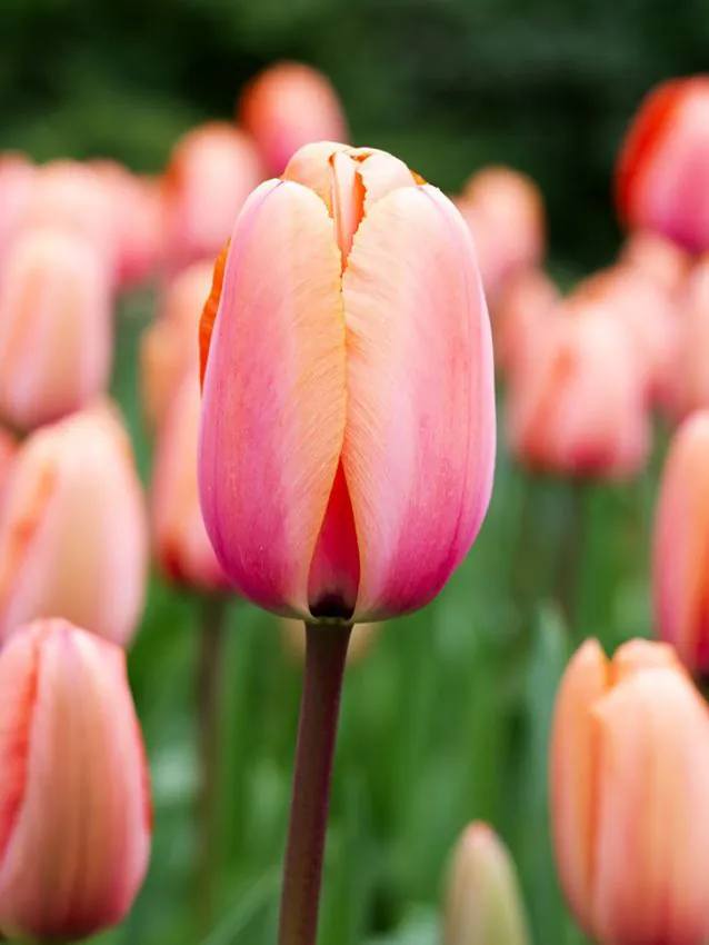 Apricot_Impression