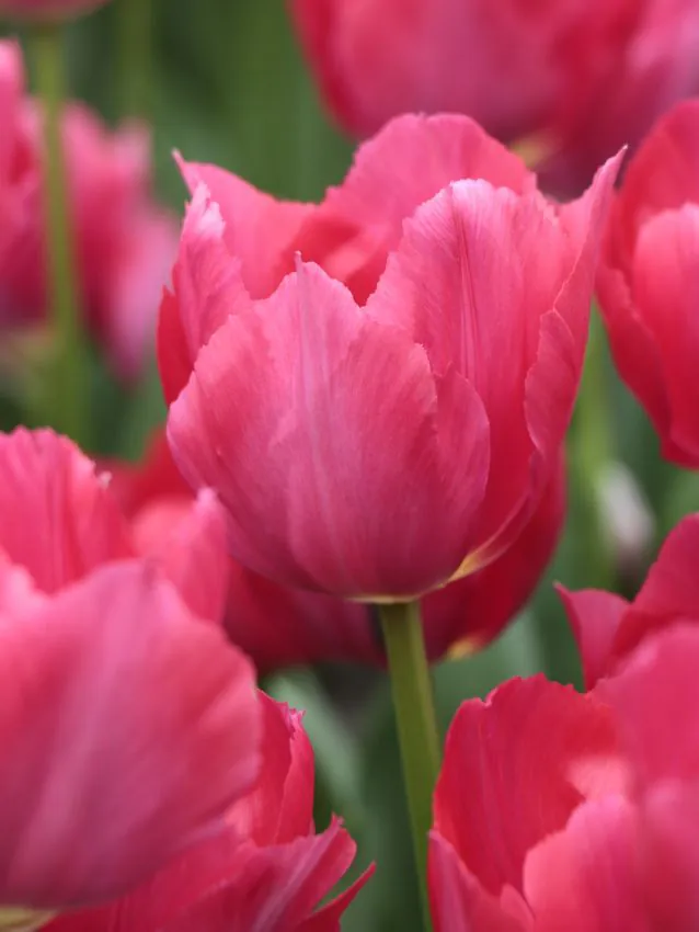 Lady_van_Eijk