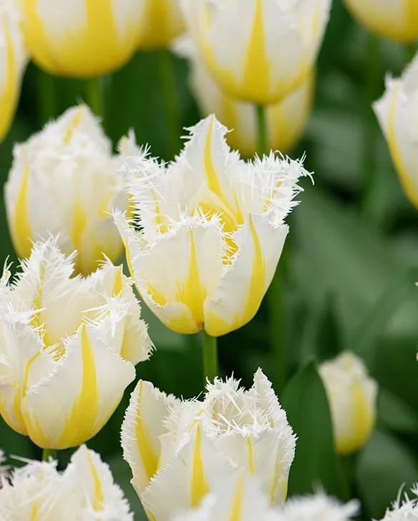 Lemon_Beauty