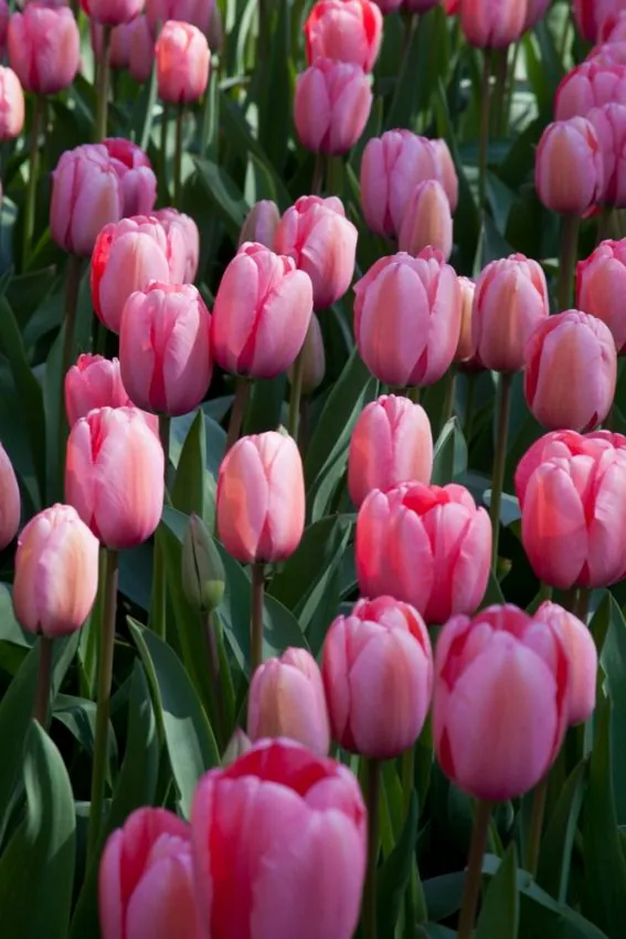 Pink_Impression