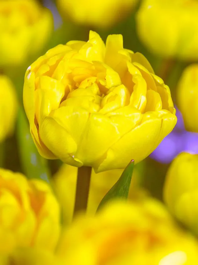 Yellow_Pompenette