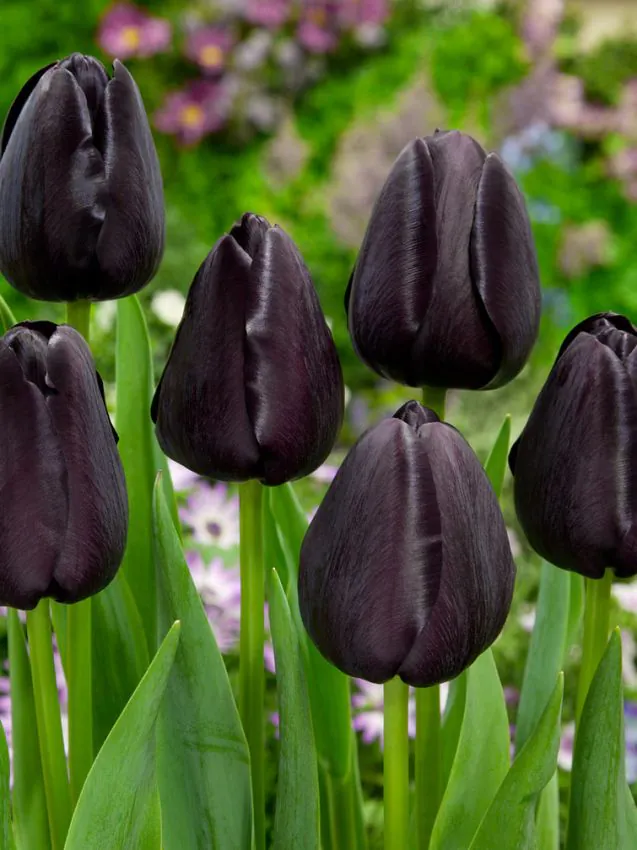 queen of night`